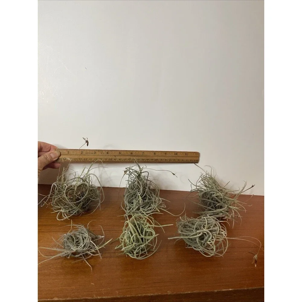 Air Plant Live Lot Tillandsia Recurvata 6 Clusters Ball Moss Wild Decor